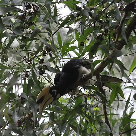 Hornbill Hut Đảo Ko Phayam Ngoại thất bức ảnh